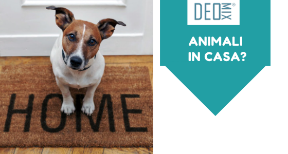 Come pulire una casa con animali. Istruzioni per l’uso